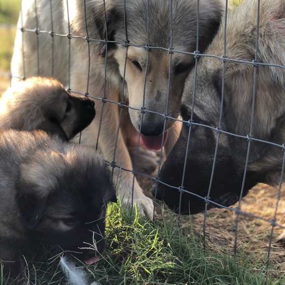 Meet your Posher, Wiston - Picture 5 of 8